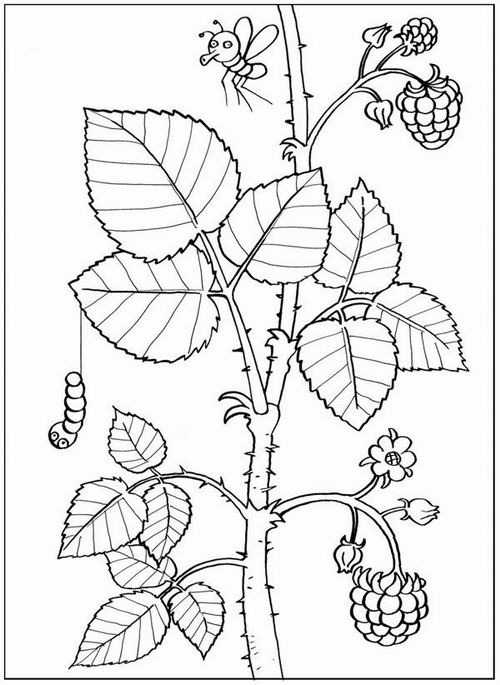 kust-maliny-kak-narisovat_19.jpg