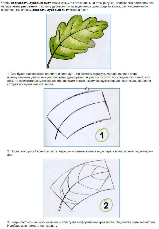 Как нарисовать лист дуба
