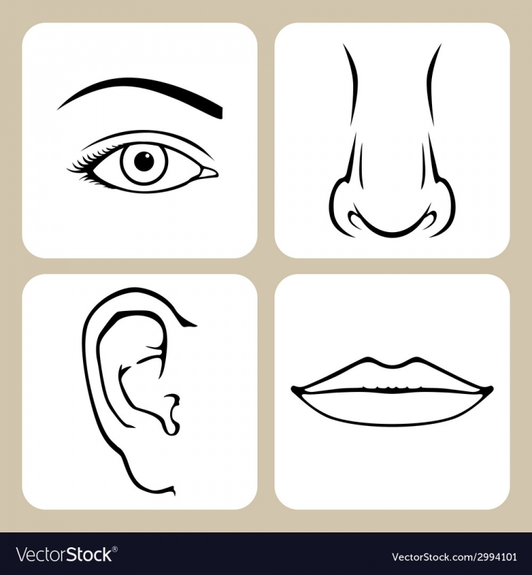 Как нарисовать губы нос и глаза Как нарисовать нос и губы Уроки