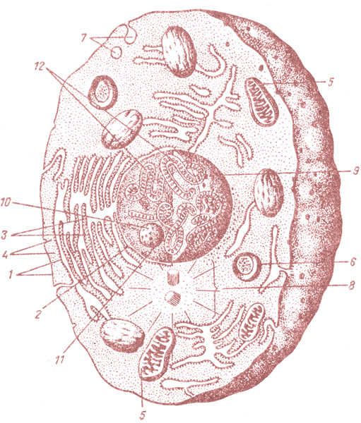 Схематичный рисунок животной клетки