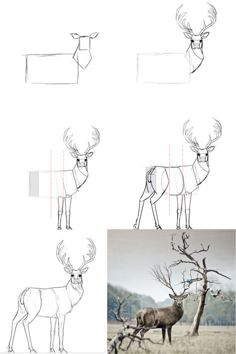Как нарисовать олененка карандашом