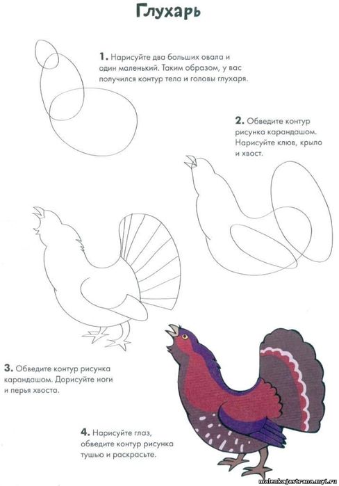 Нарисовать тетерева карандашом