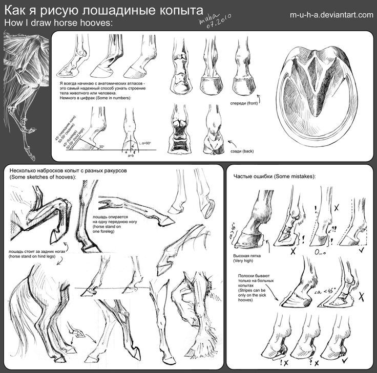 Как нарисовать копыта