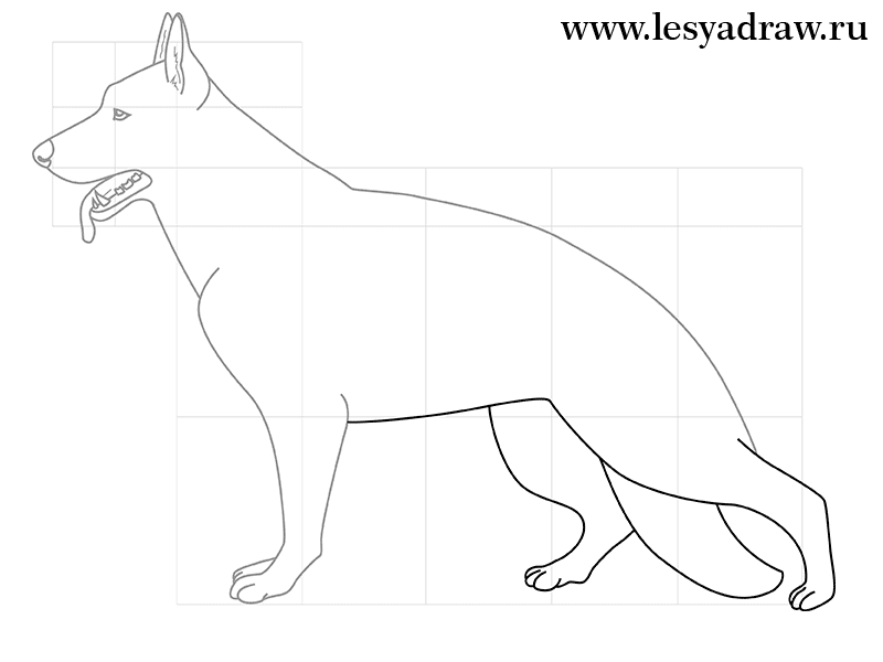 Рисунок собаки овчарки для срисовки