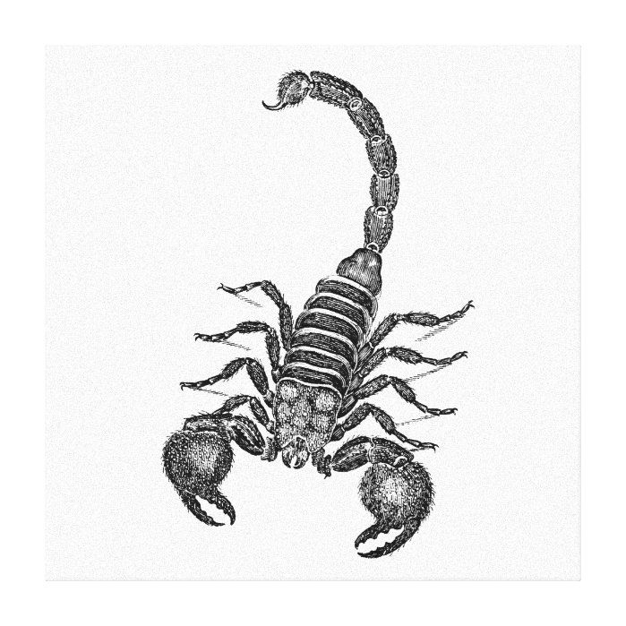 Нисходящий скорпион