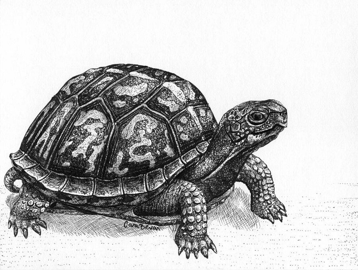 Рисунок на панцире черепахи как нарисовать