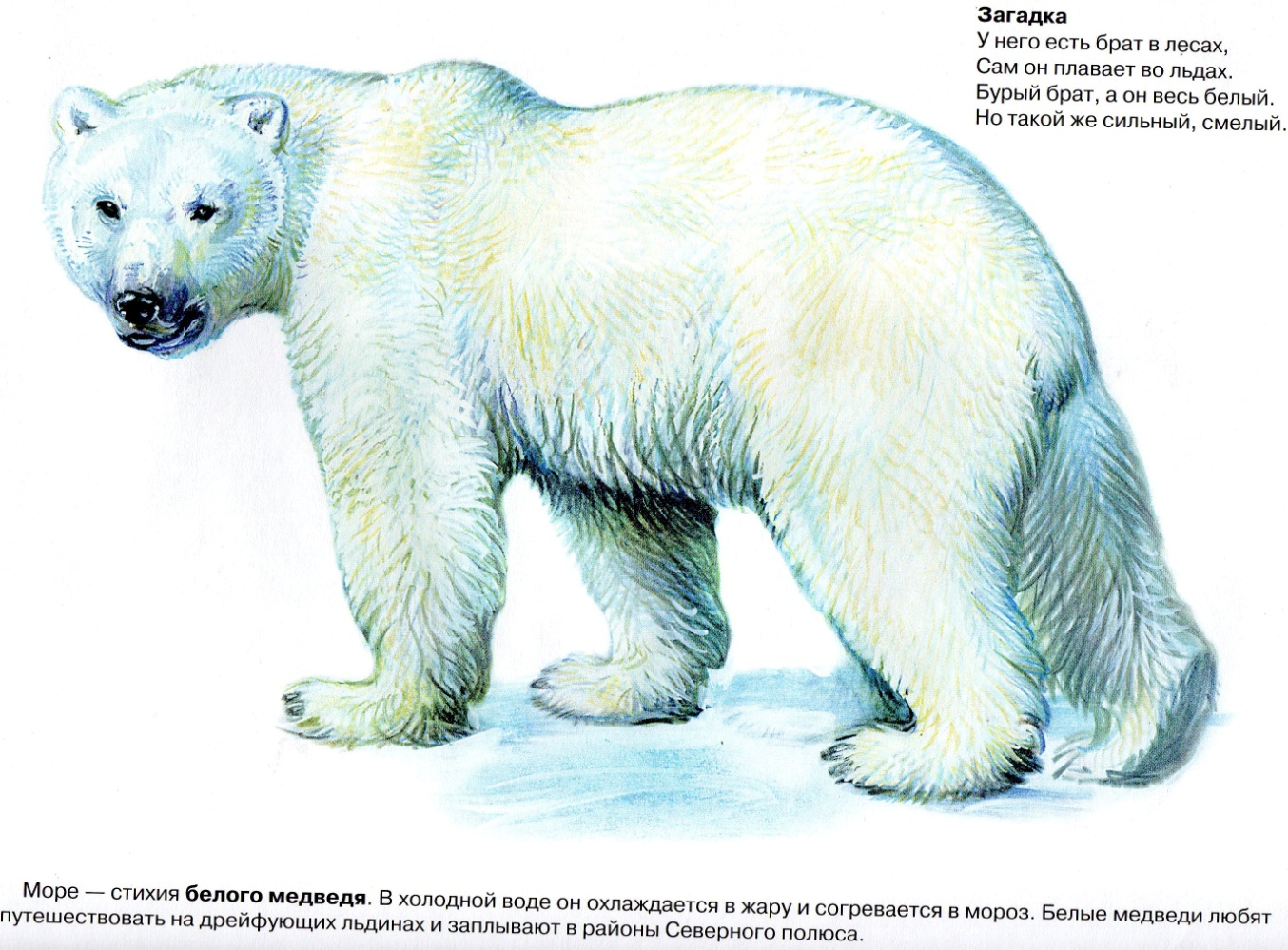 Изображение белого медведя для детей