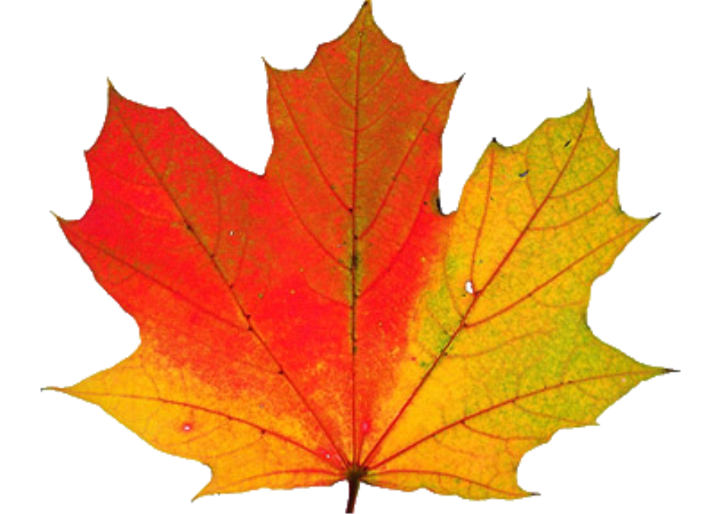 Сток лист. Осенние листочки. Разноцветные кленовые листья. Кленовый листок. Красивые осенние листочки.