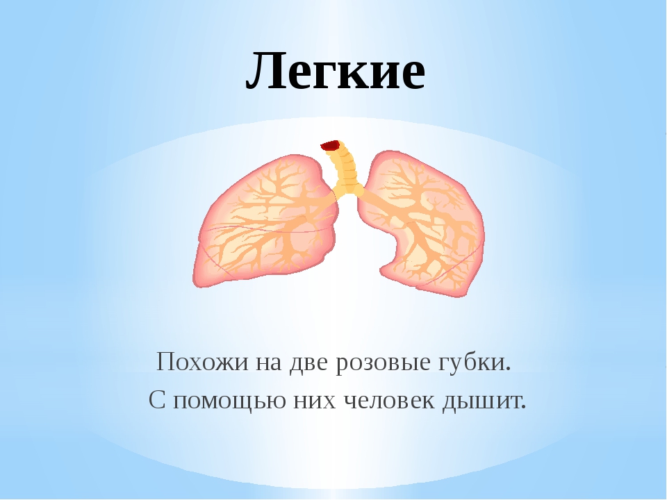 Легкие в 2 года. Загадки про лёгкие человека. Легкие для презентации. Легкие человека для презентации. Загадки про органы человека.