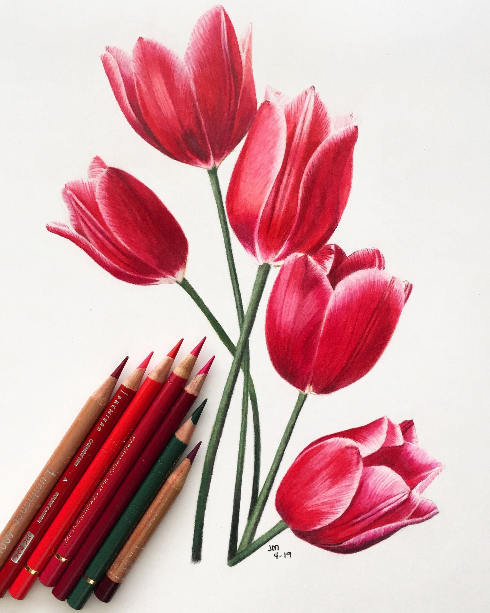 Нарисованные карандашом тюльпаны: Как нарисовать тюльпаны. Тюльпан или
