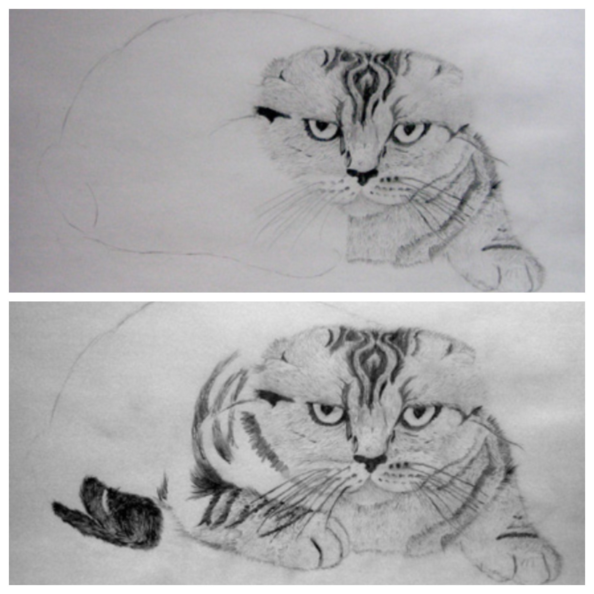 Рисунок вислоухой кошки карандашом