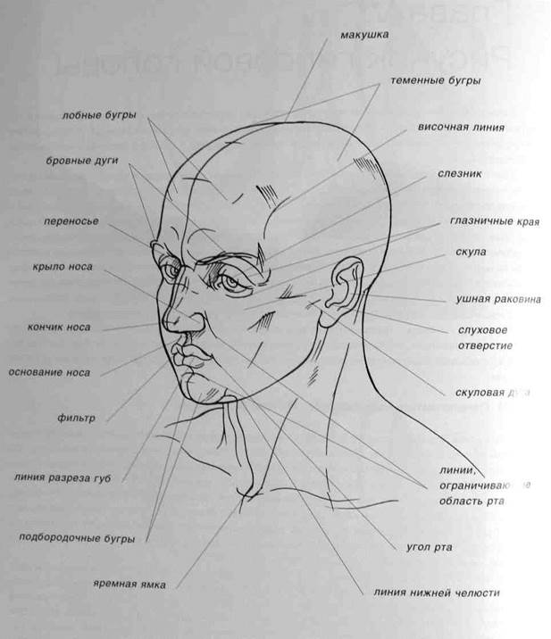 Название лица человека. Знавание частей головы. Голова строение головы человека. Строение головы человека анатомия.