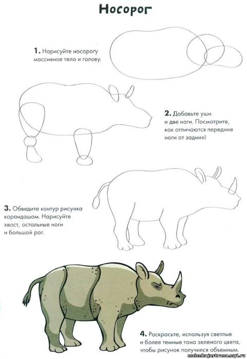 Как нарисовать носорога