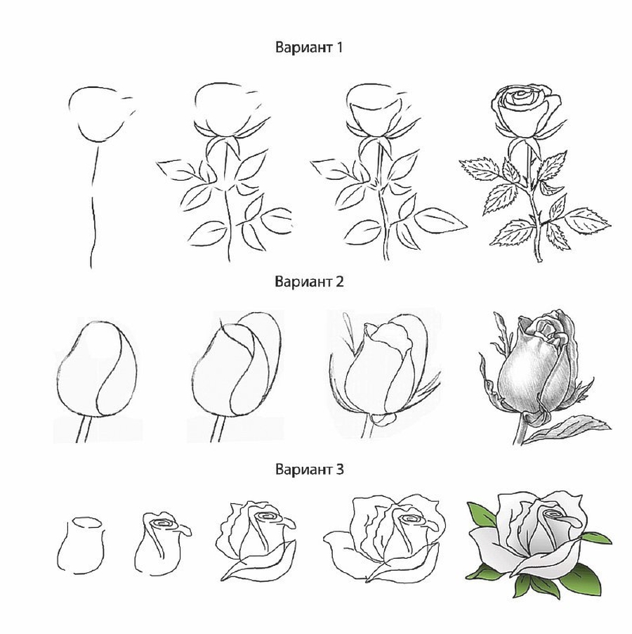 Как нарисовать красиво розу поэтапно