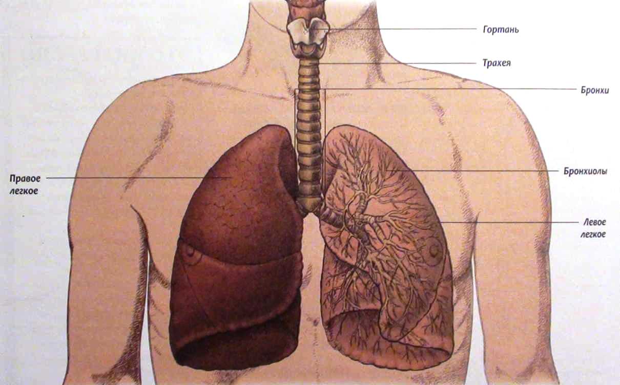 Легкие человека анатомия картинки