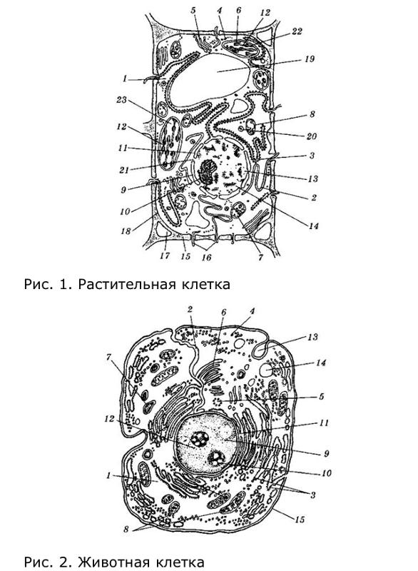 Разделить фото на клетки для рисования