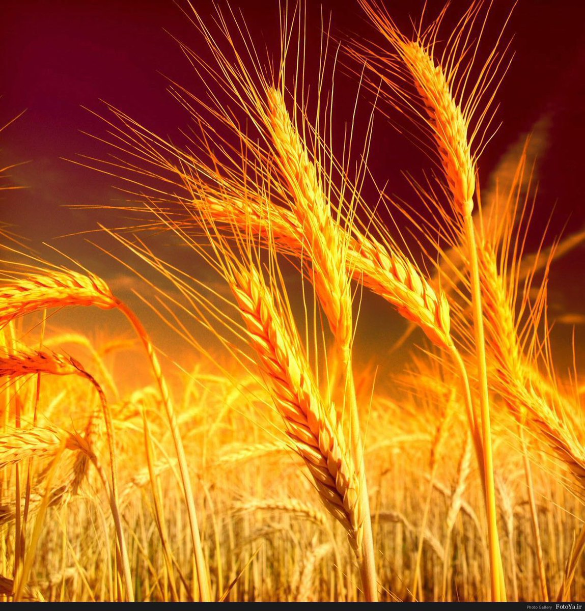 фото колосья пшеницы и ржи