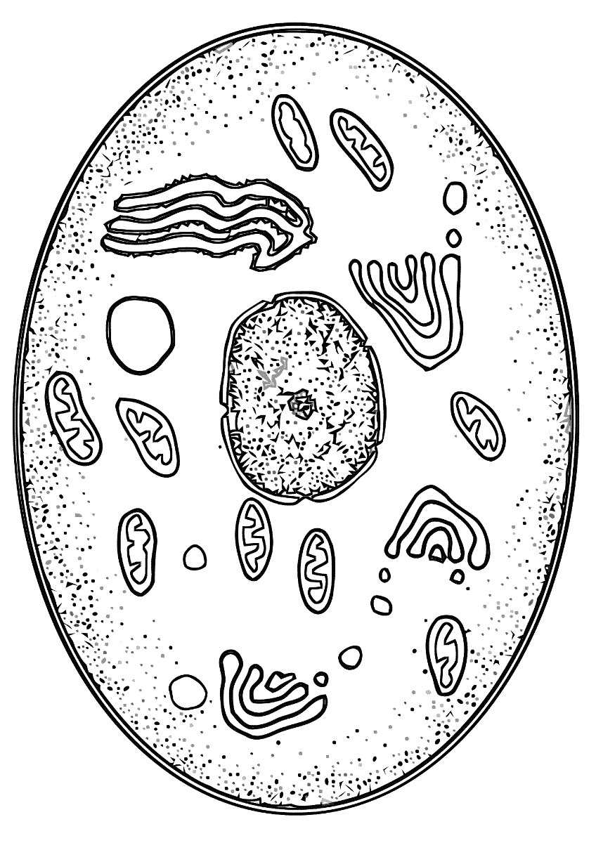 Биология рисунки карандашом. Изображение клетки. Клетка биология раскраска. Строение клетки раскраска. Живая клетка раскраска.