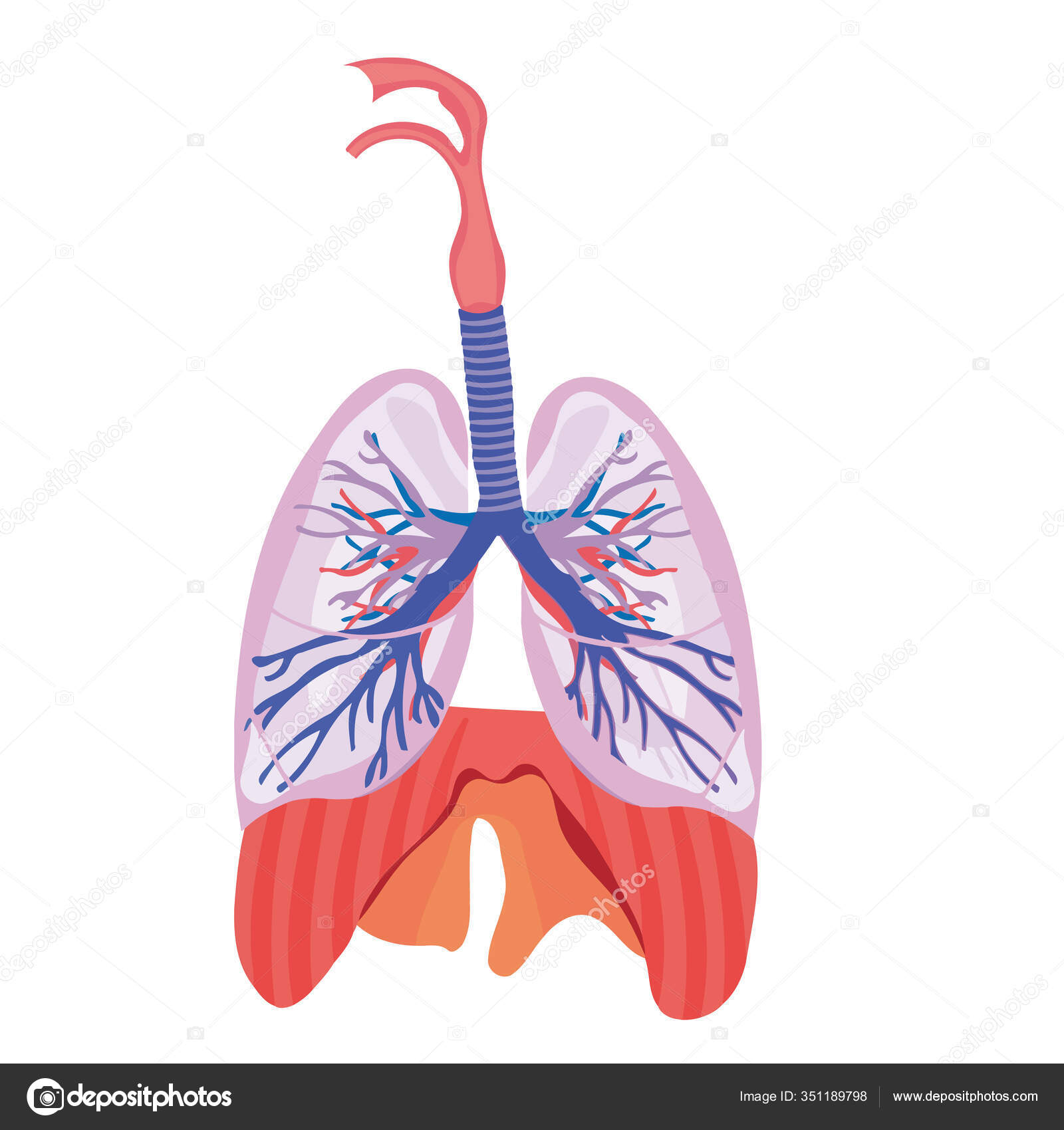 Легкие для детей. Pulmones. Дыхательная система легкие. Органы дыхания легкие. Органы дыхания человека легкие.