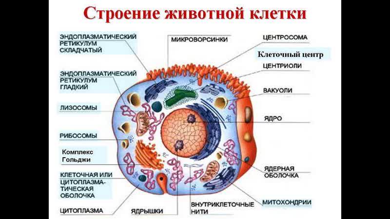 На рисунке представлена клетка