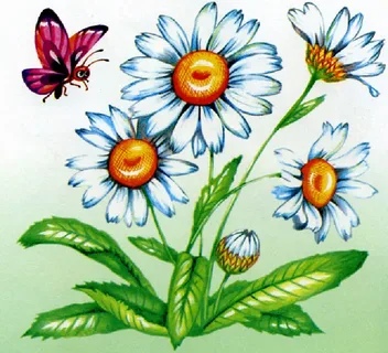 Цветы ромашки рисунок