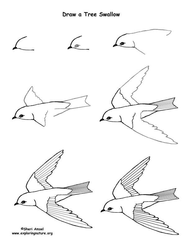 Учимся рисовать птиц поэтапно.