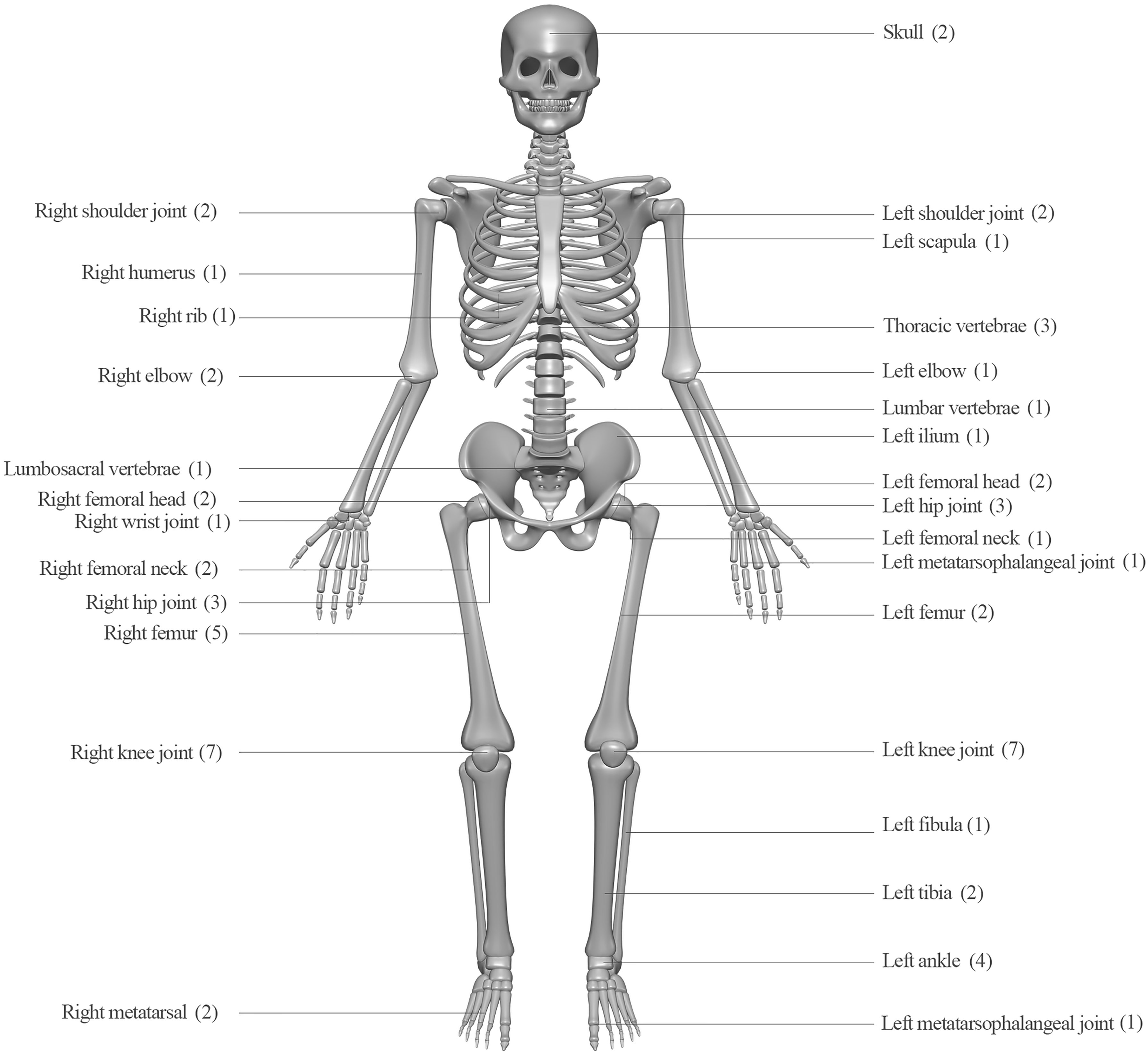 Анатомия человека skelet