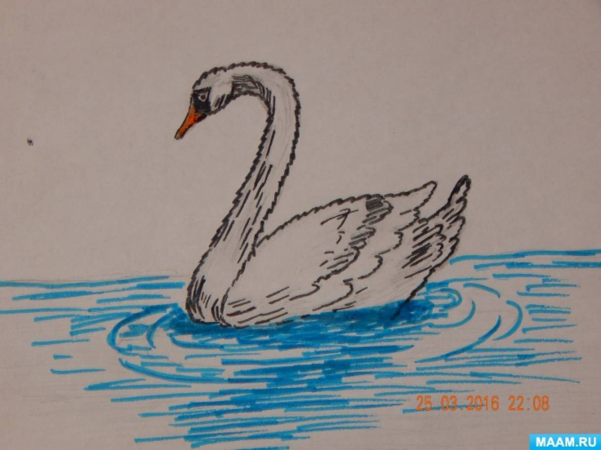 Как нарисовать лебедя в воде