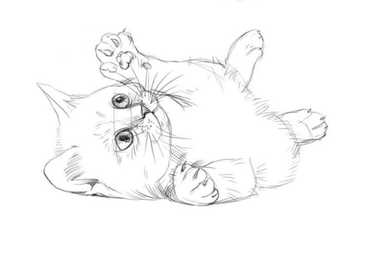 Как нарисовать кота воителя карандашом