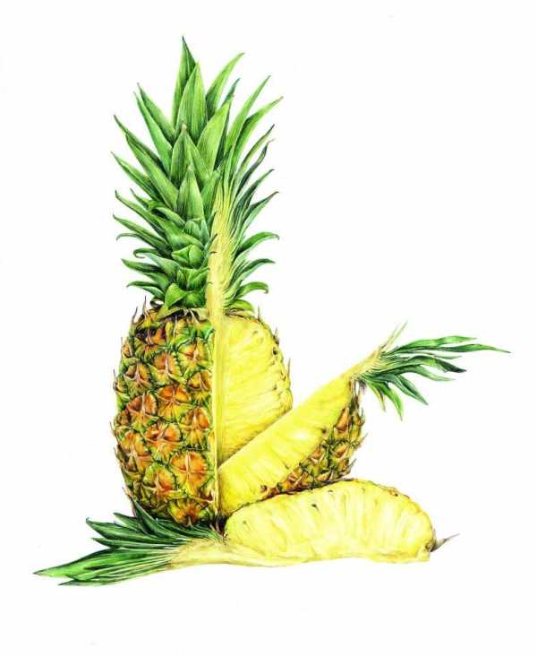 Рисунок ананас на белом фоне