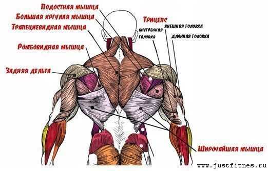 Анатомия человека мышцы и связки в картинках с описаниями