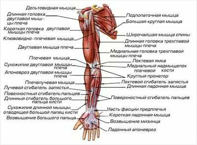 Мышцы человека для массажиста фото описание