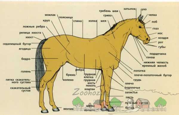 Копыта лошади схема