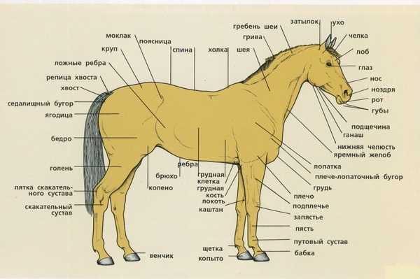 Фото анатомия лошади