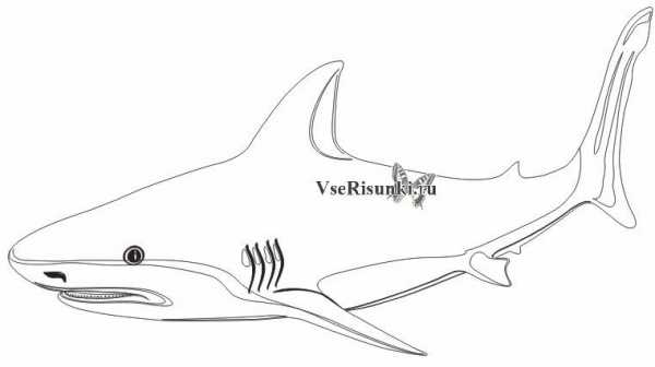 Нарисовать настоящую акулу