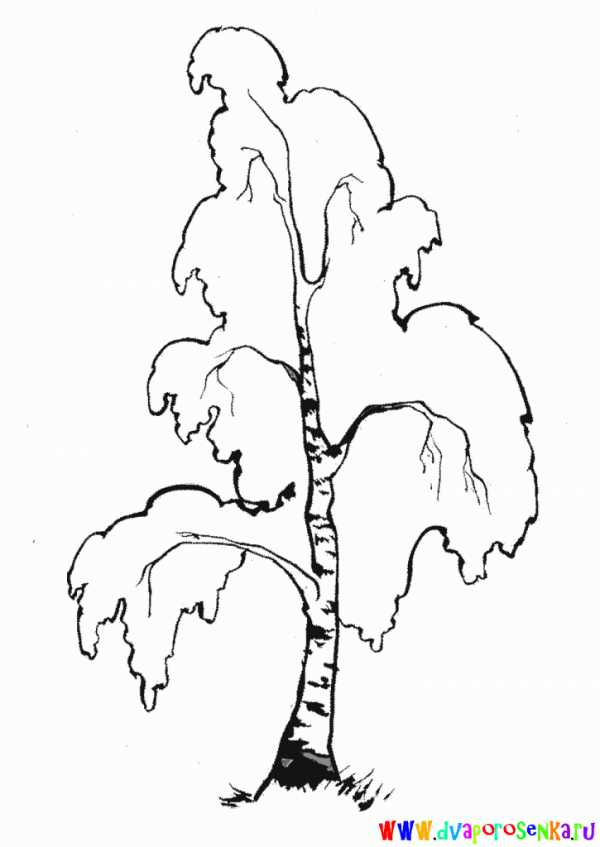 Береза картинка для детей на прозрачном фоне раскраска