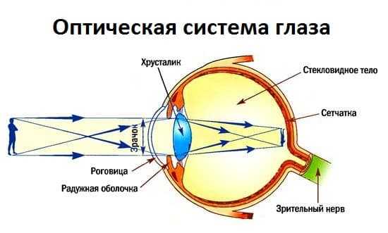 На рисунке представлена схема хода лучей в глазу человека какая из схем характеризует близорукость