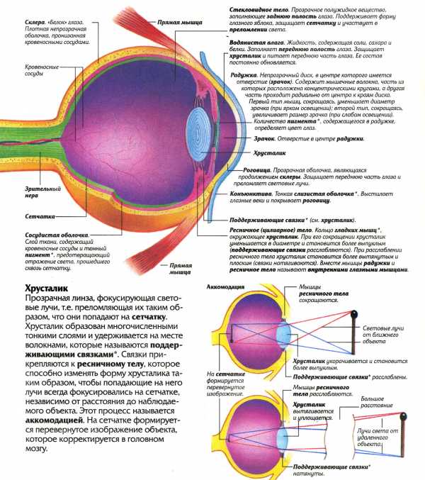 Рассмотрите рисунок строение глаза установите соответствие строение глаза с указаниями на рисунке