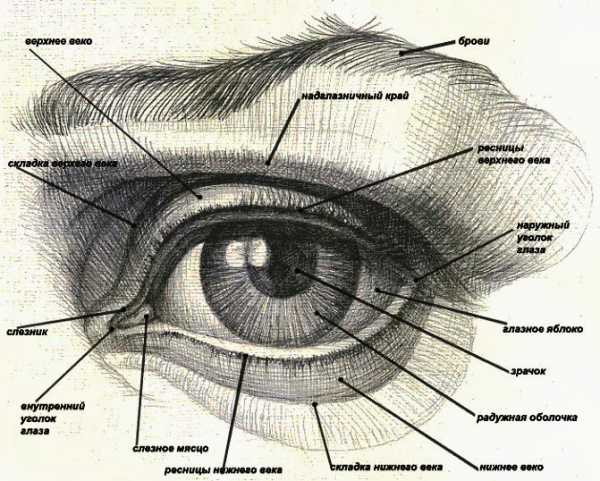 Сделайте подписи к рисунку строение глаза