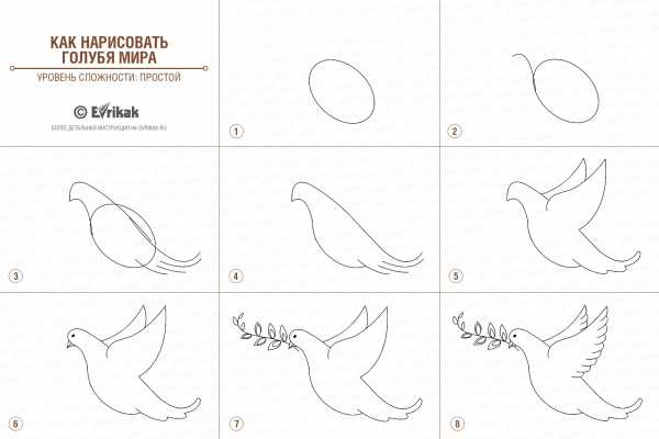 Как нарисовать голубя легко и просто