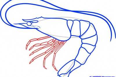 Как рисовать креветку
