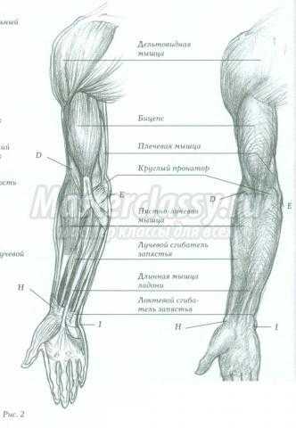 Как нарисовать кости на руке