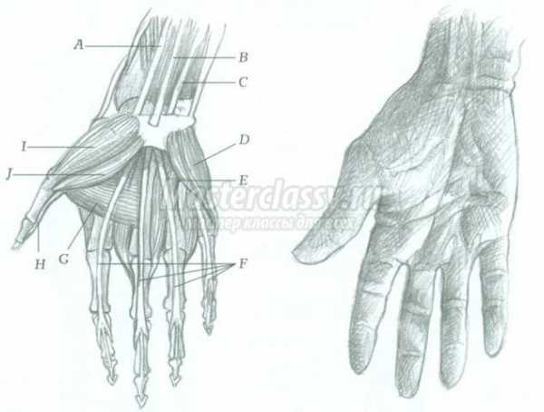 Как нарисовать кости на руке