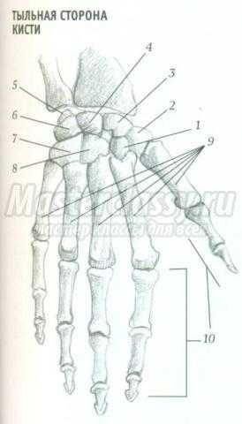 Как нарисовать кости на руке