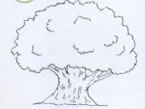 На рисунке изображены облепиха и дуб высота облепихи равна 6 м какова примерная высота дуба