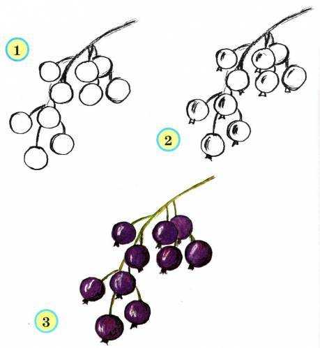 Как нарисовать плод