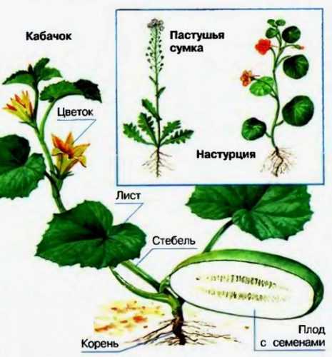 Комнатное растение с рисунком на листьях