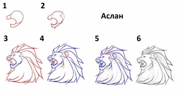 Как нарисовать левретку карандашом