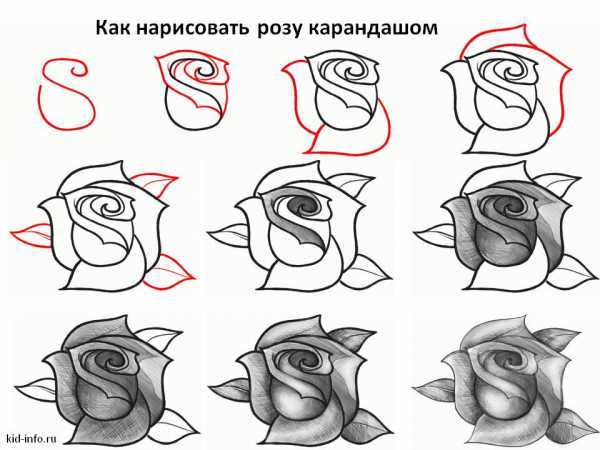 Как рисовать розу легко и просто