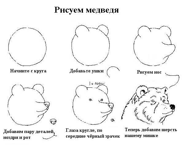 Схема рисования медведя